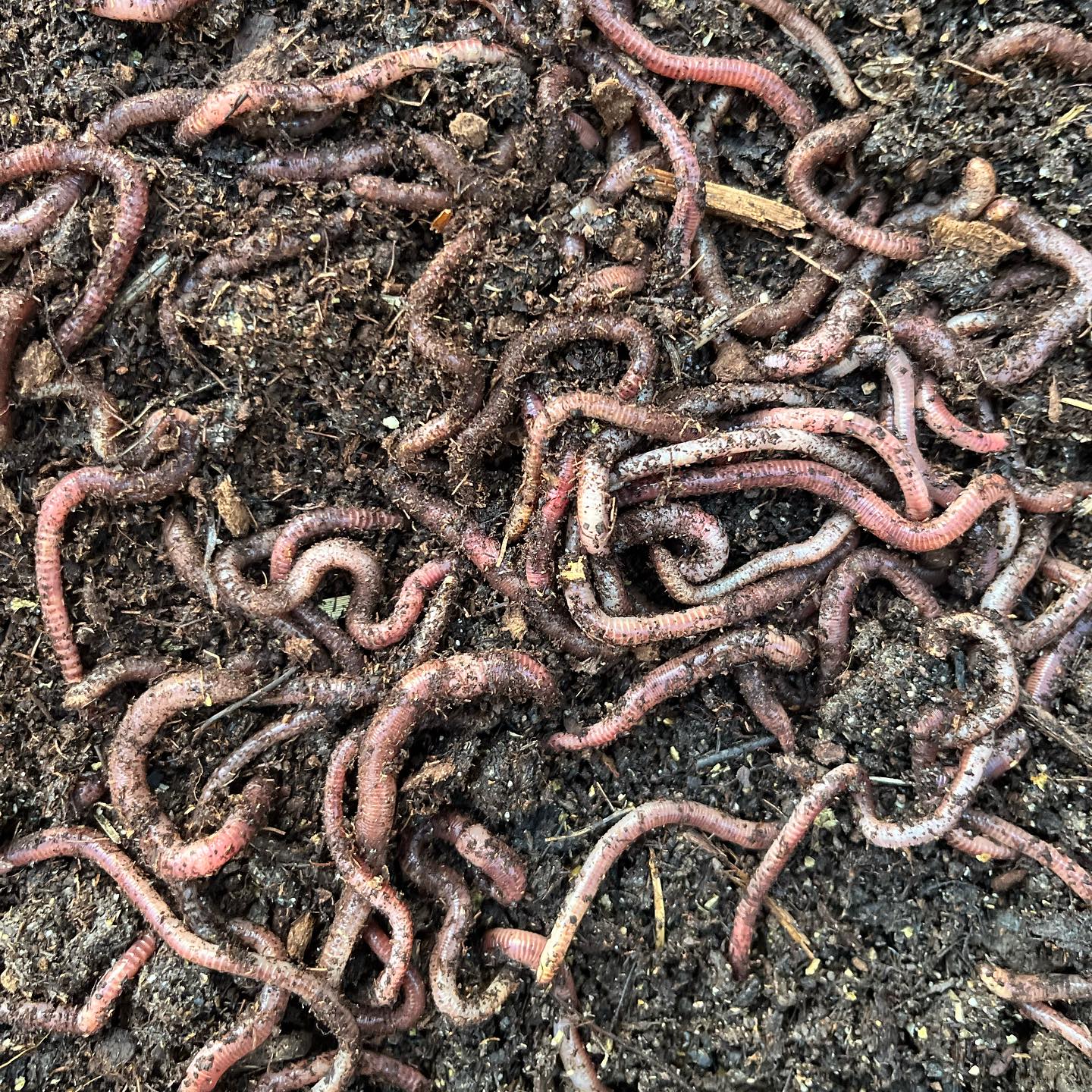 A bunch of worms in dirt