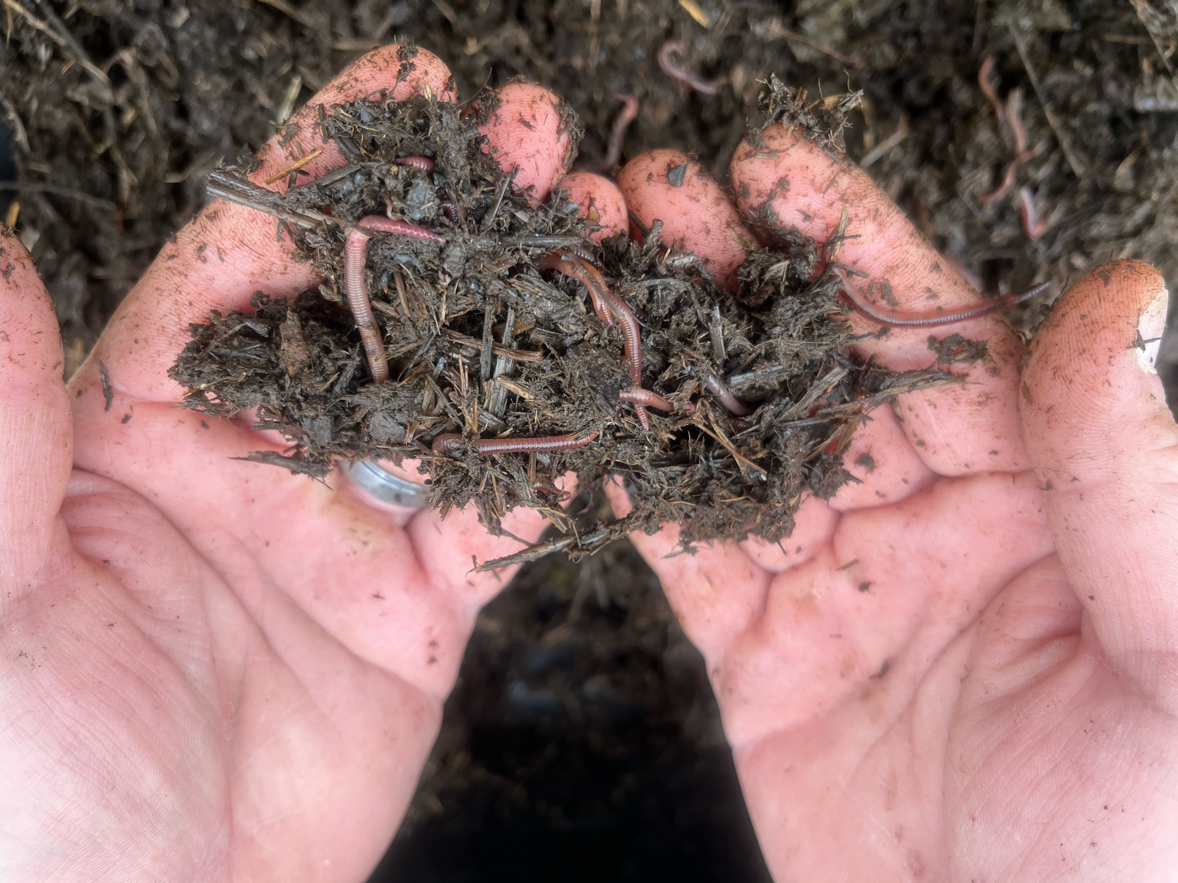 Worms and dirt in a person’s hands