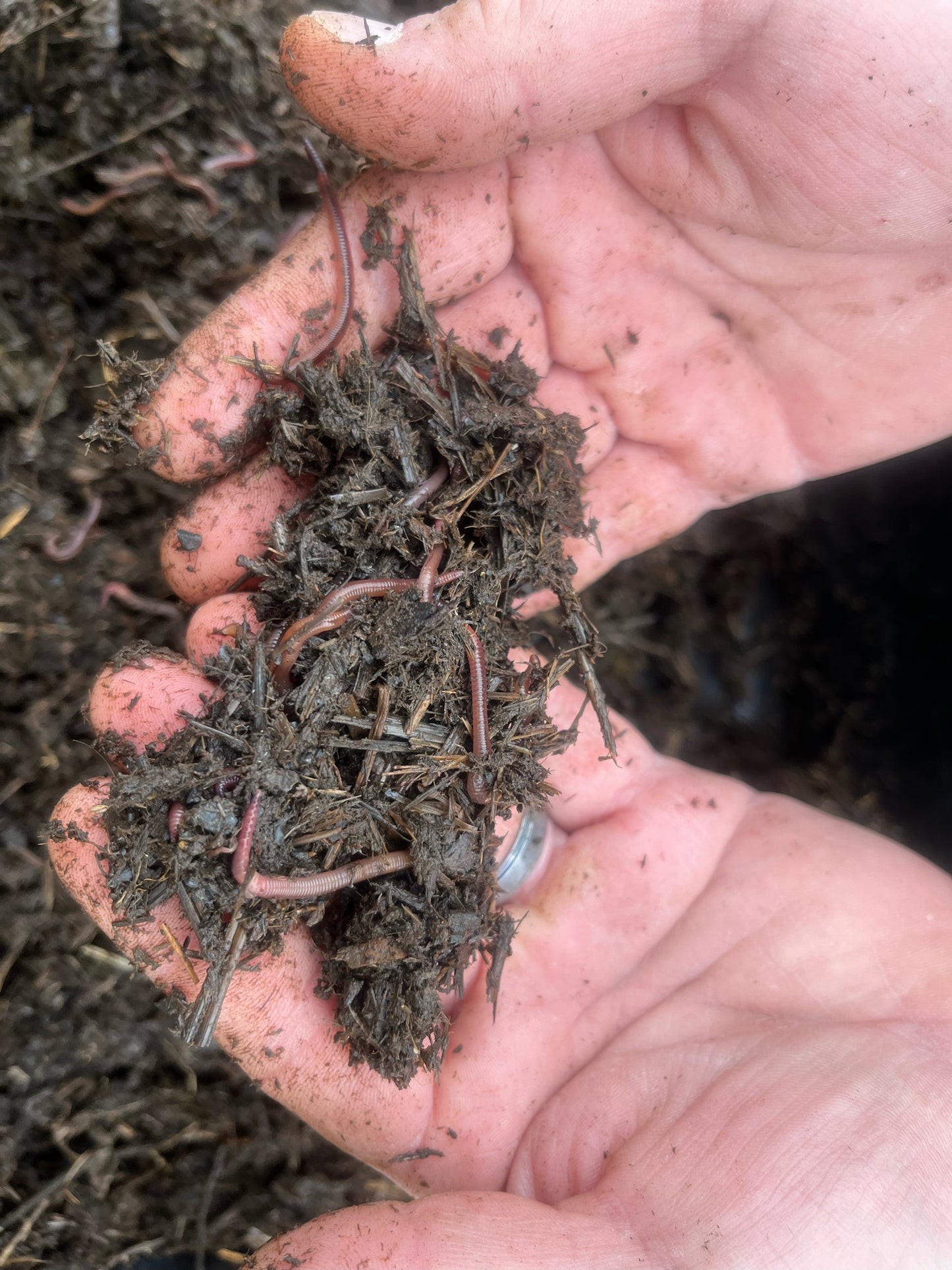 Worms and dirt in a person’s hands