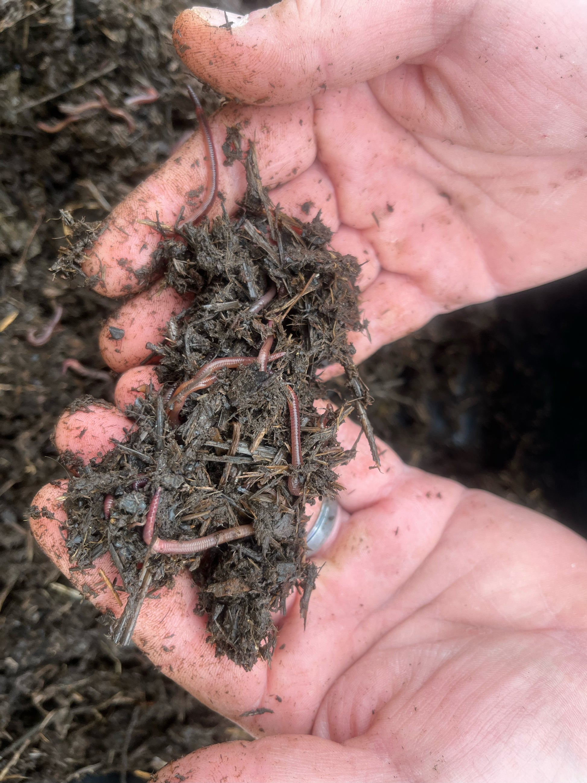 Red Wigglers - (Eisenia fetida) Composting/Bait Worms – Woodland Worm Co.