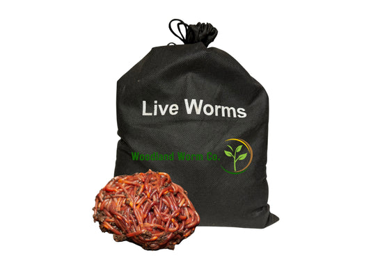 Live Red Wiggler Composting Worms 250 Count